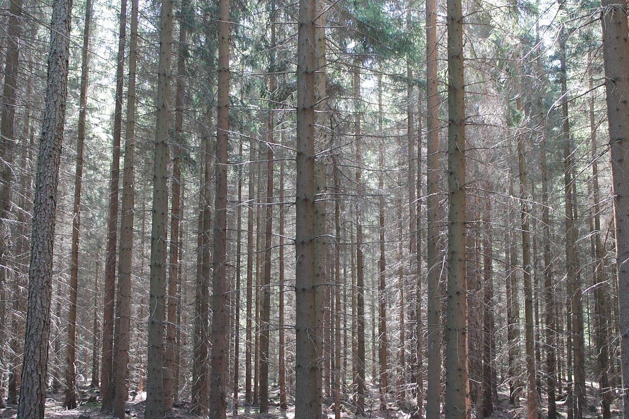Plantas e árvores em Adršpašsko-teplické skály