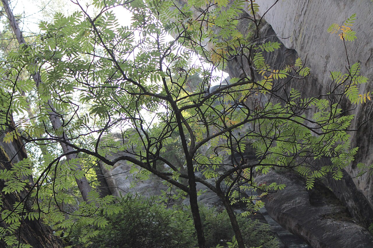 Adršpašsko-teplické skály