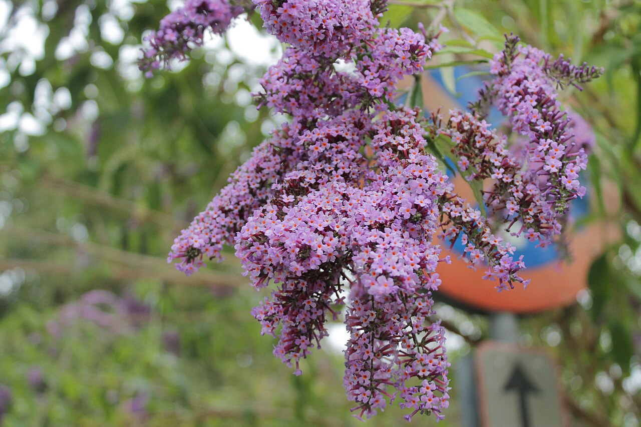 Flores e sinais de trânsito em Copenhaga