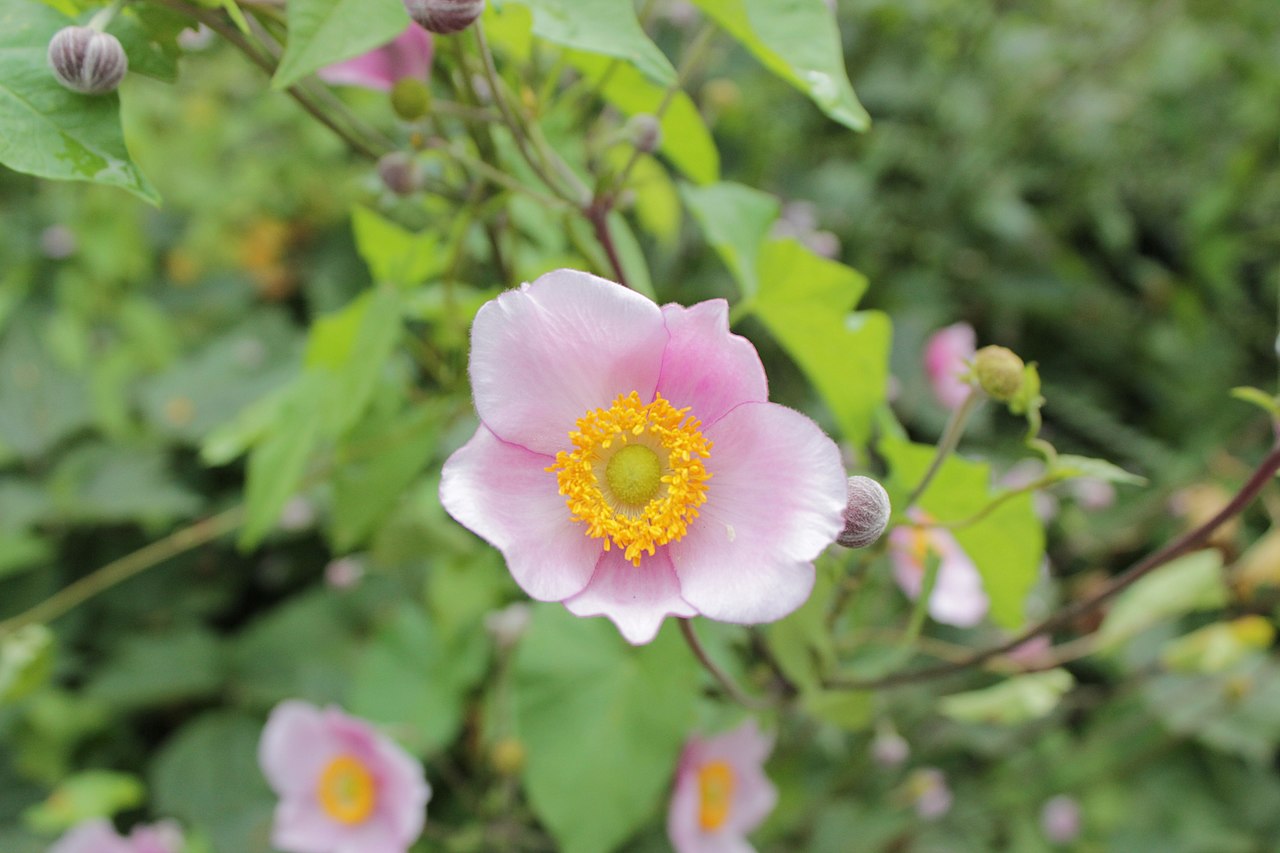 Flores em Copenhaga, Dinamarca