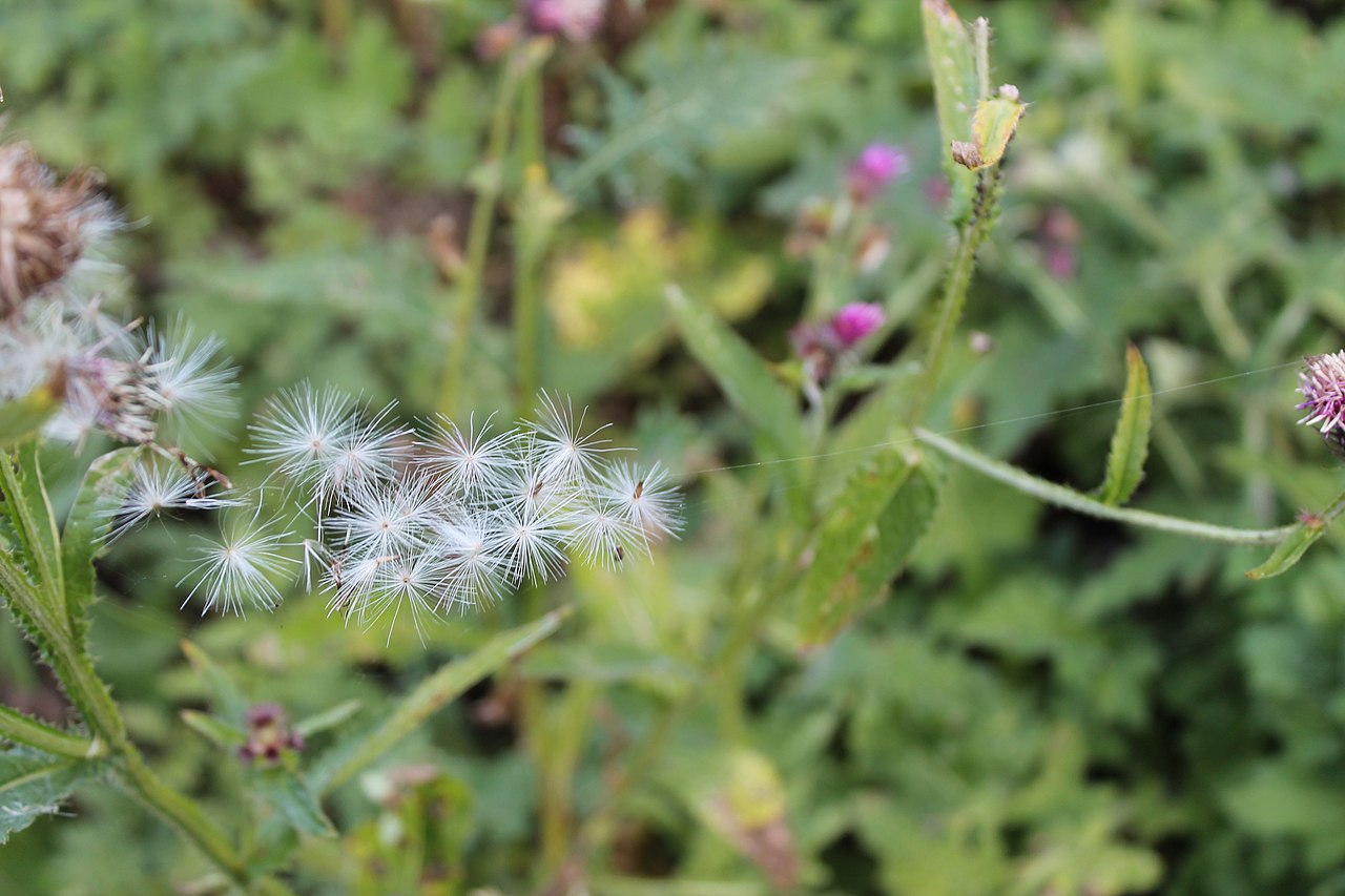 Dente-de-leão a crescer num campo relvado