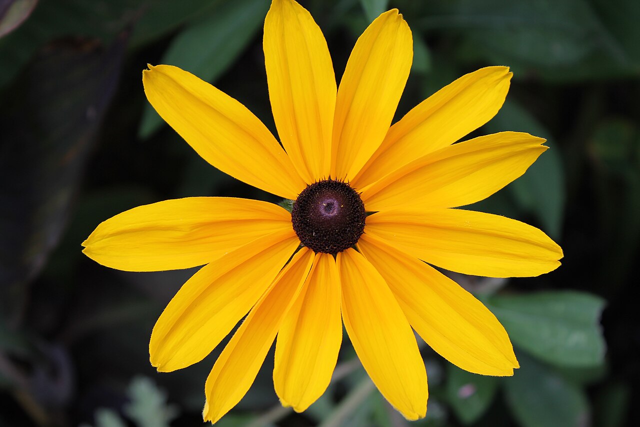 Fleur jaune vif en Auvergne