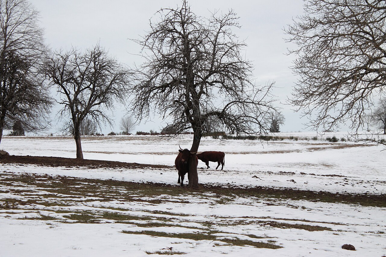 Bovins dans la neige en Auvergne