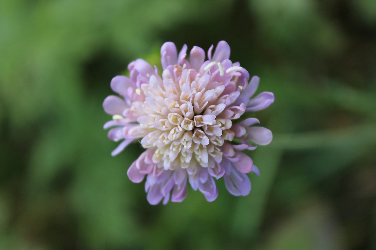 Fleur dans la nature en Auvergne