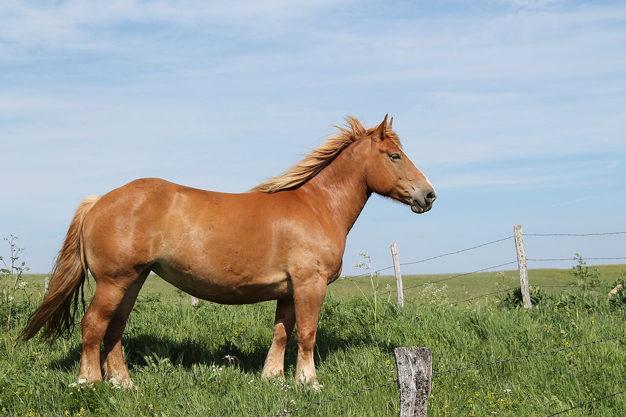 Regard d'un cheval en Auvergne