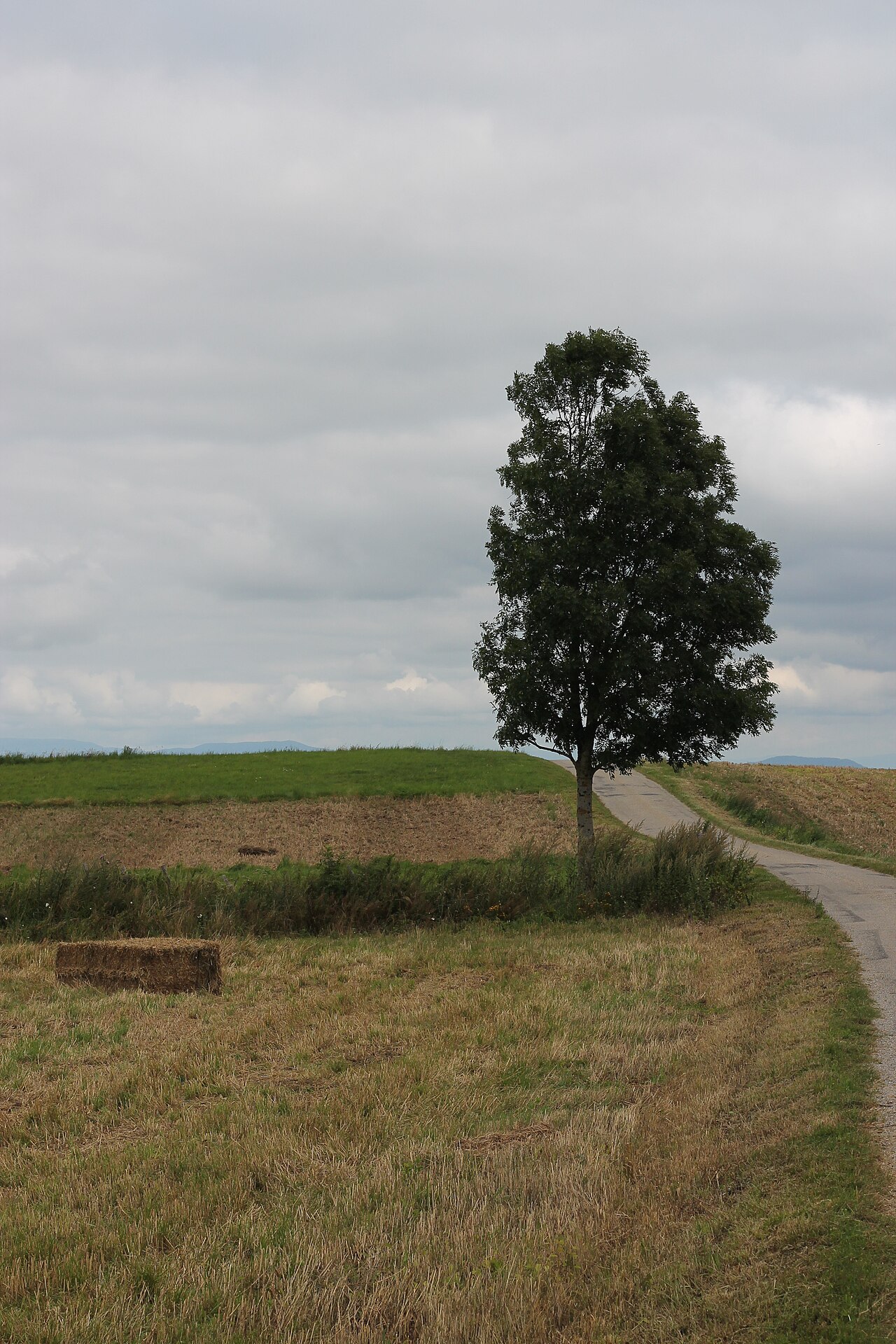 Árvore solitária em Biol