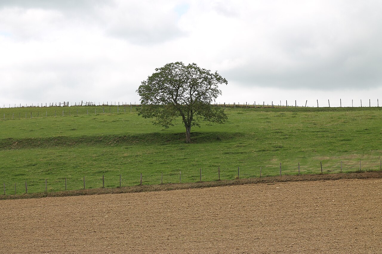 Árvore solitária em Biol