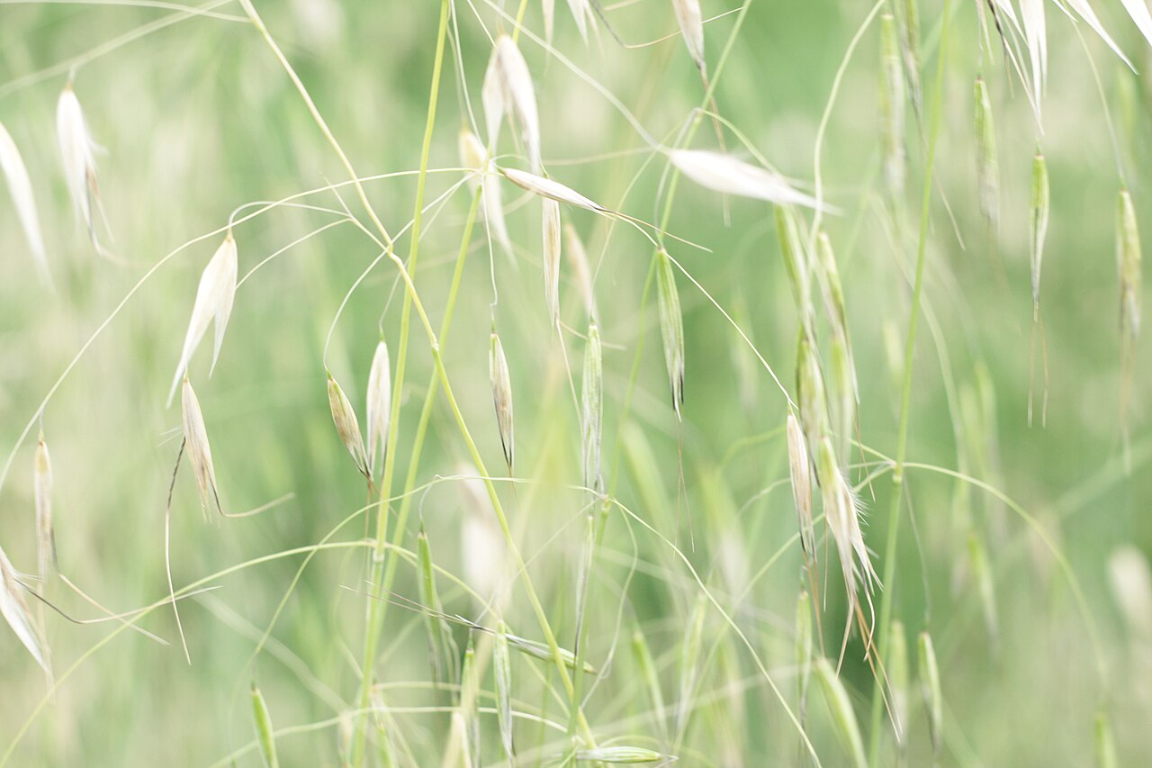 Champ dans la Drôme