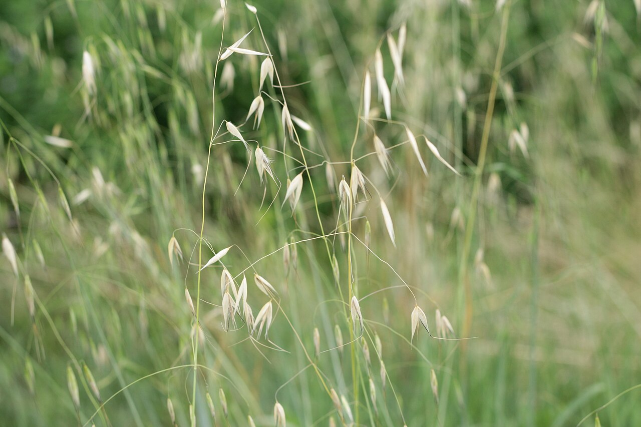 Champ dans la Drôme