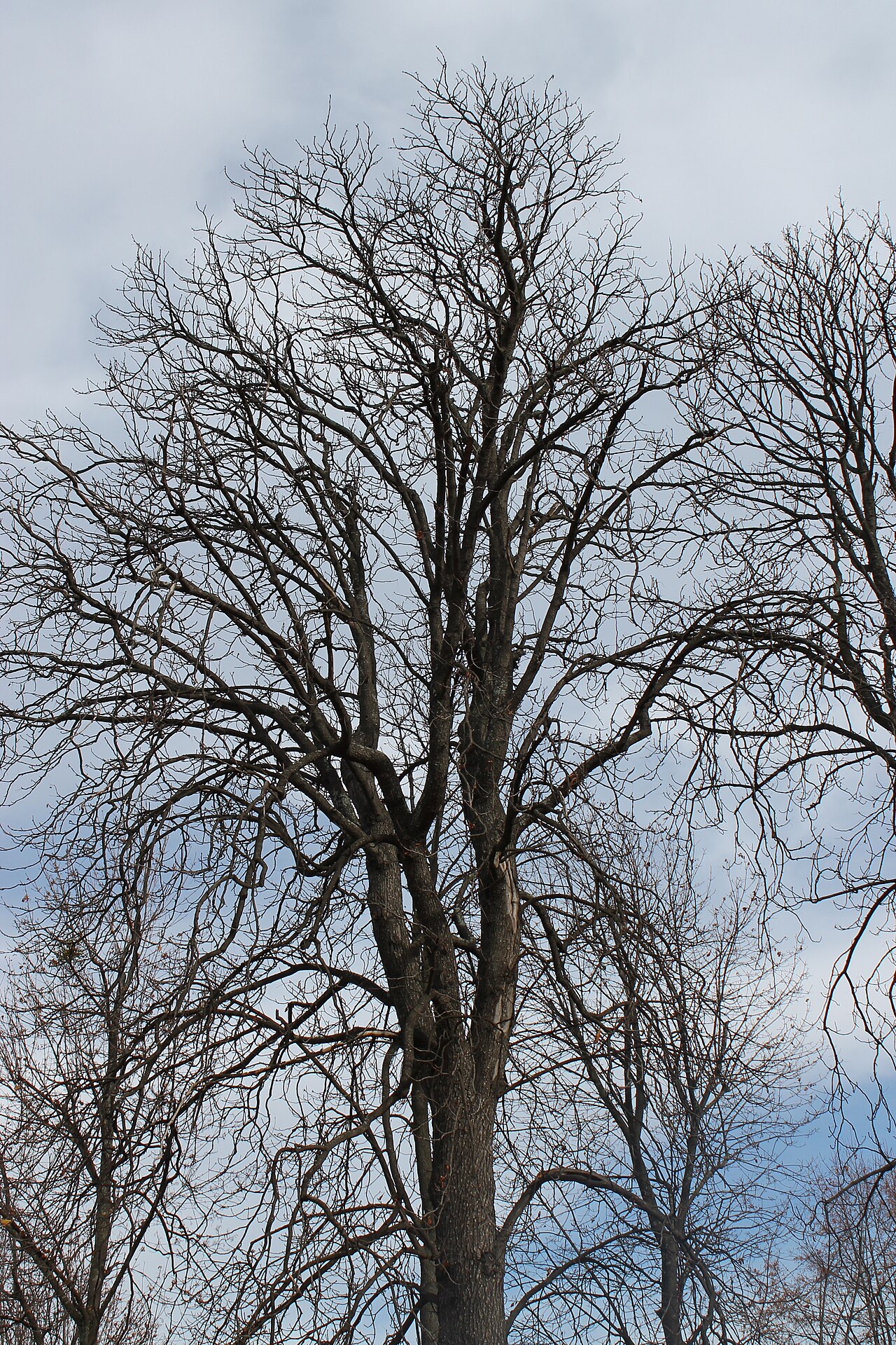 Trees, Lempdes, Auvergne