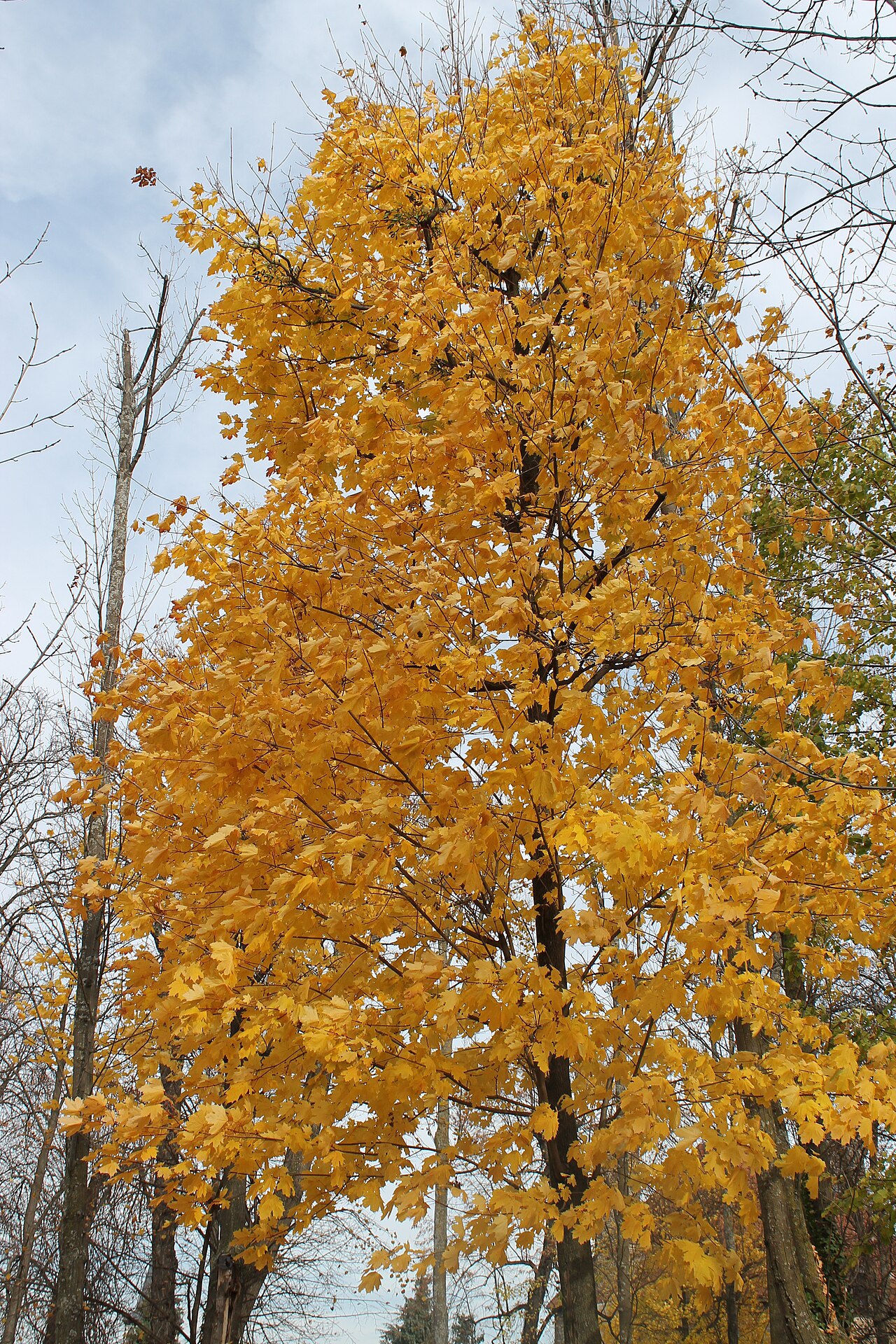 Trees, Lempdes, Auvergne