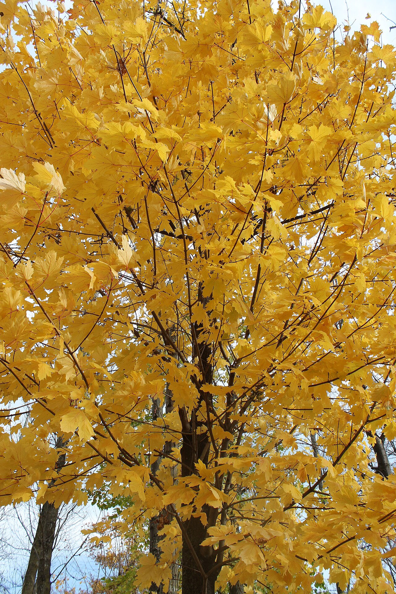 Trees, Lempdes, Auvergne