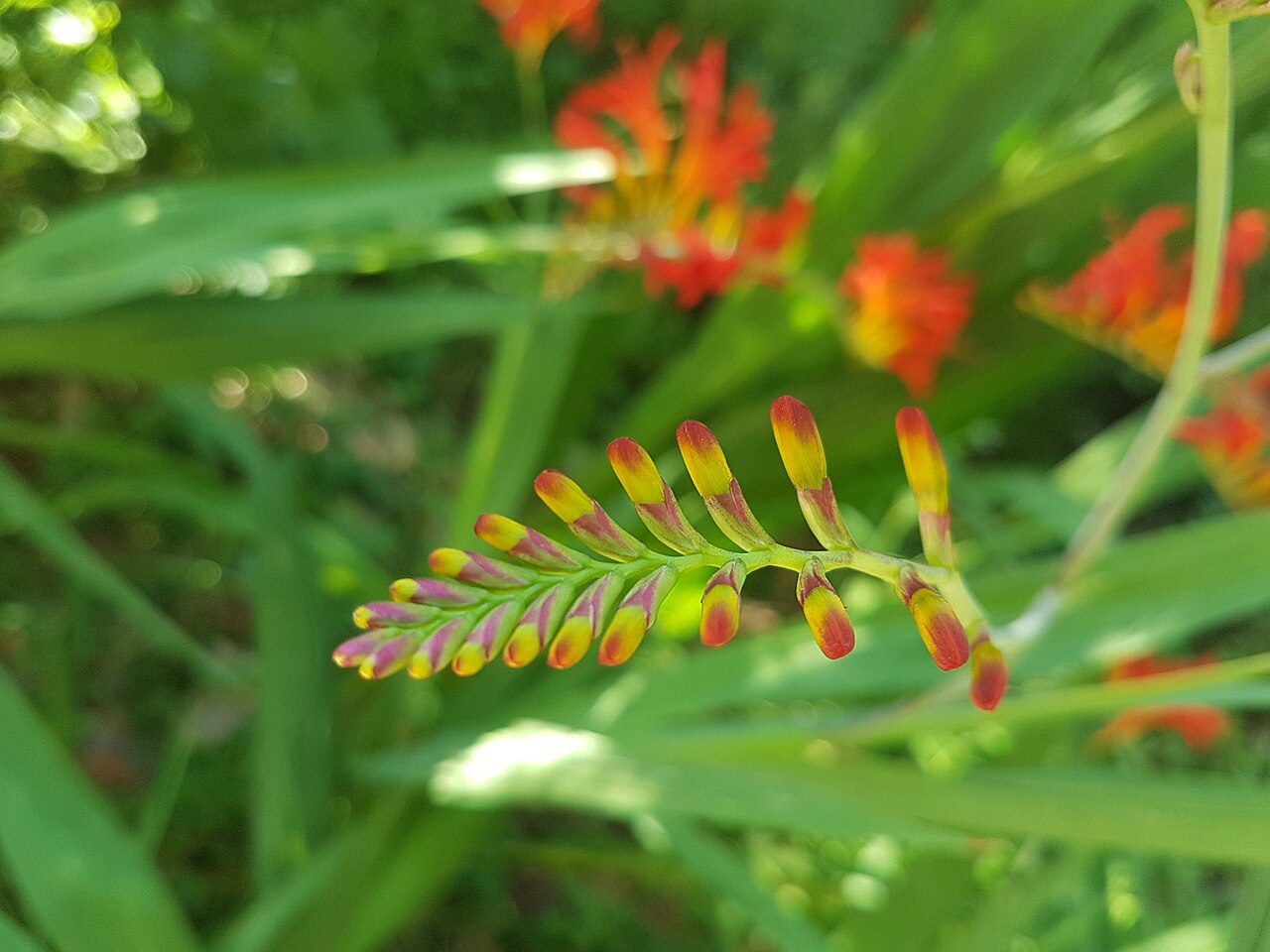 Botões de flor, Lyon, verão