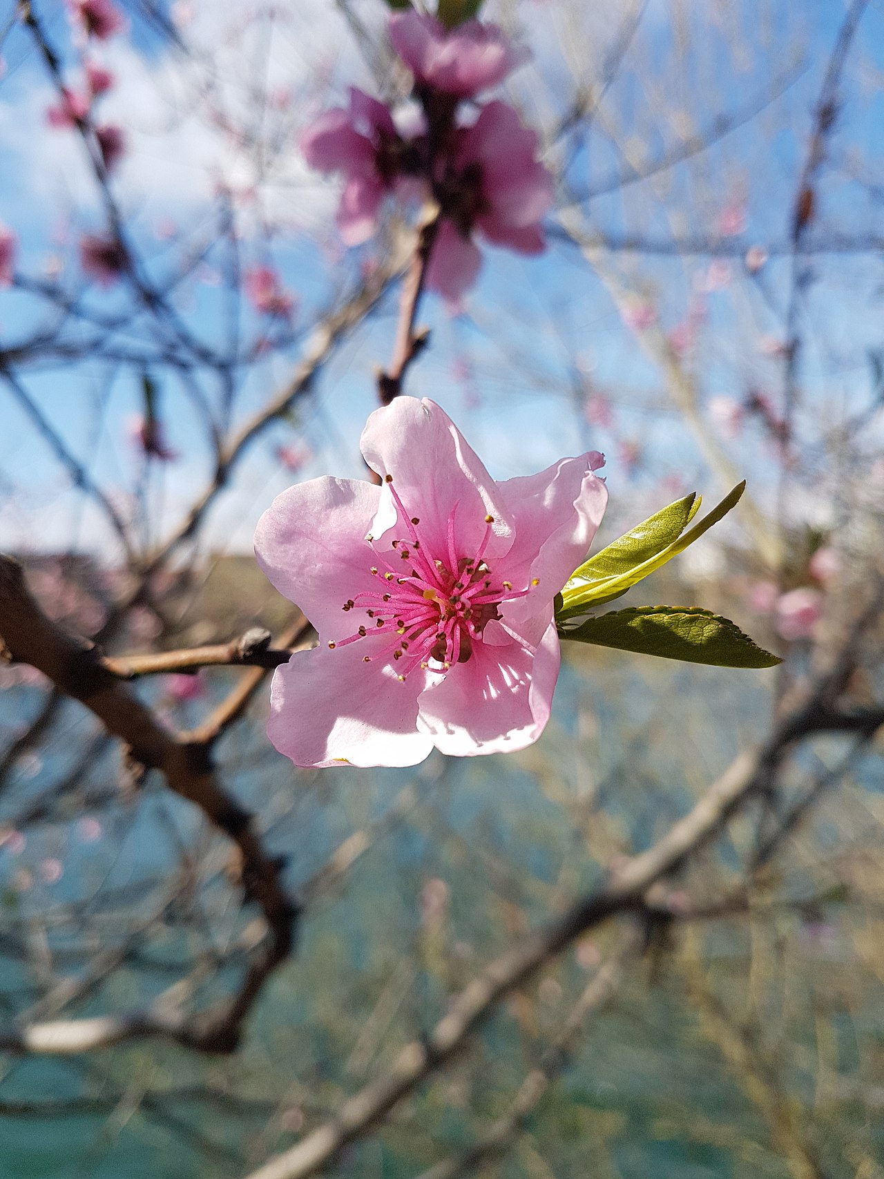 Flor na primavera, Lyon