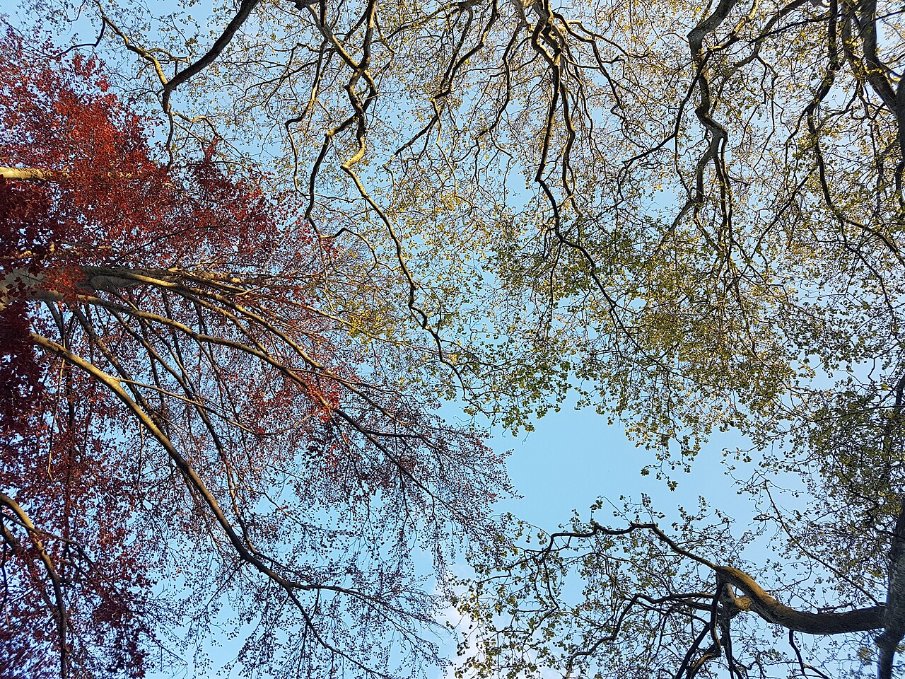 Fractales de la nature, Lyon