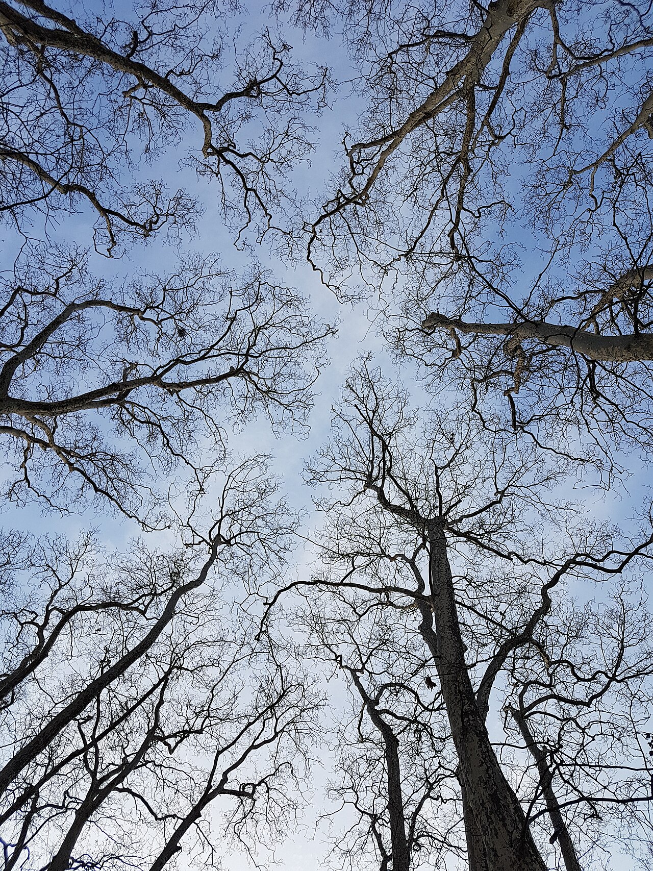 Fractales ou arbres à Lyon