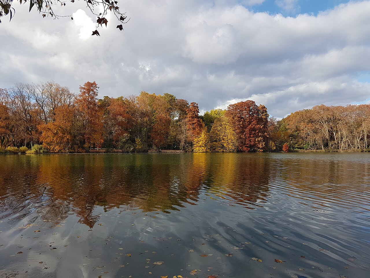 Reflets d'arbres dans l'eau, parc de la Tête d'Or