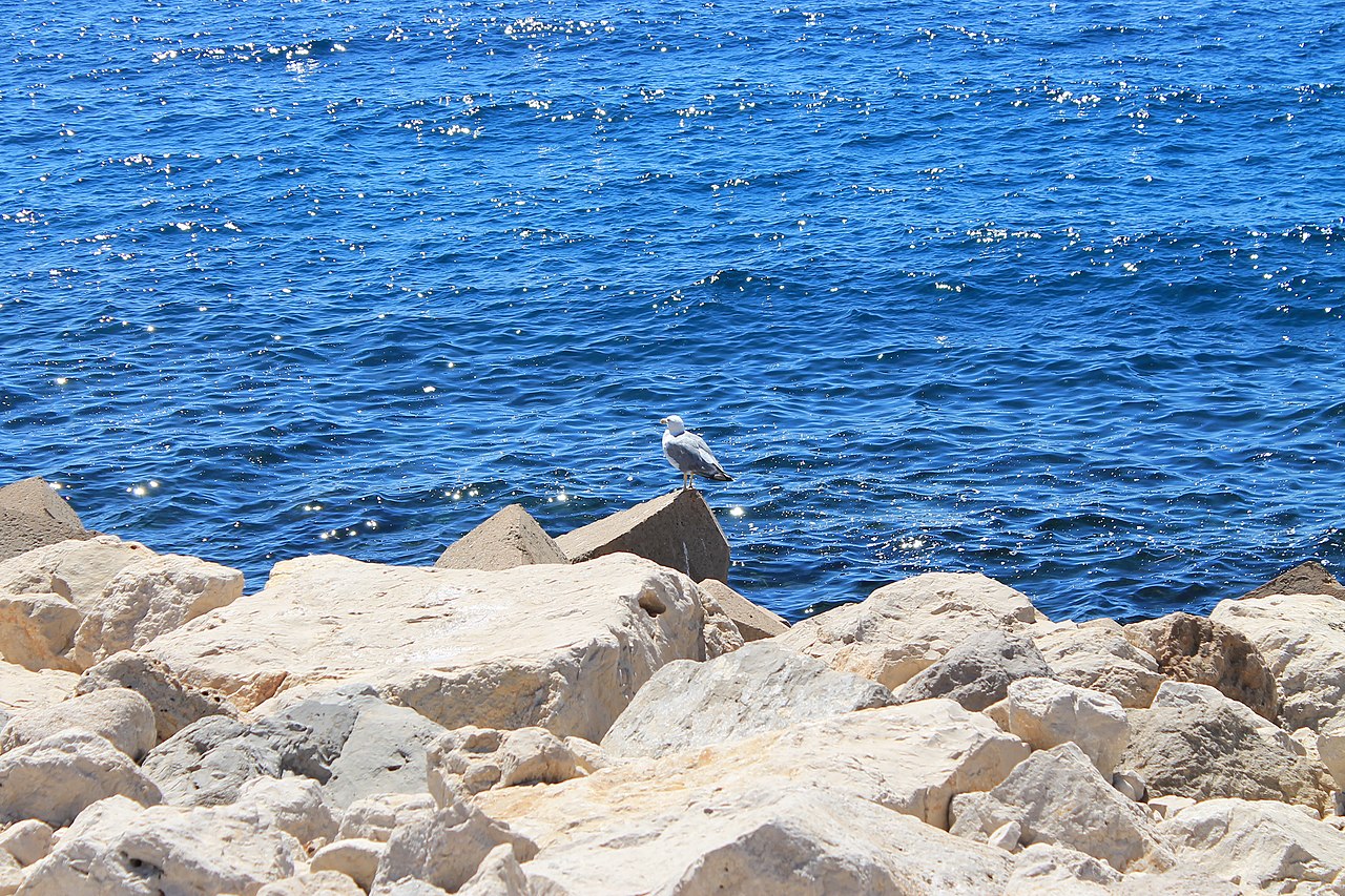 Gaivota e ondas em Marselha