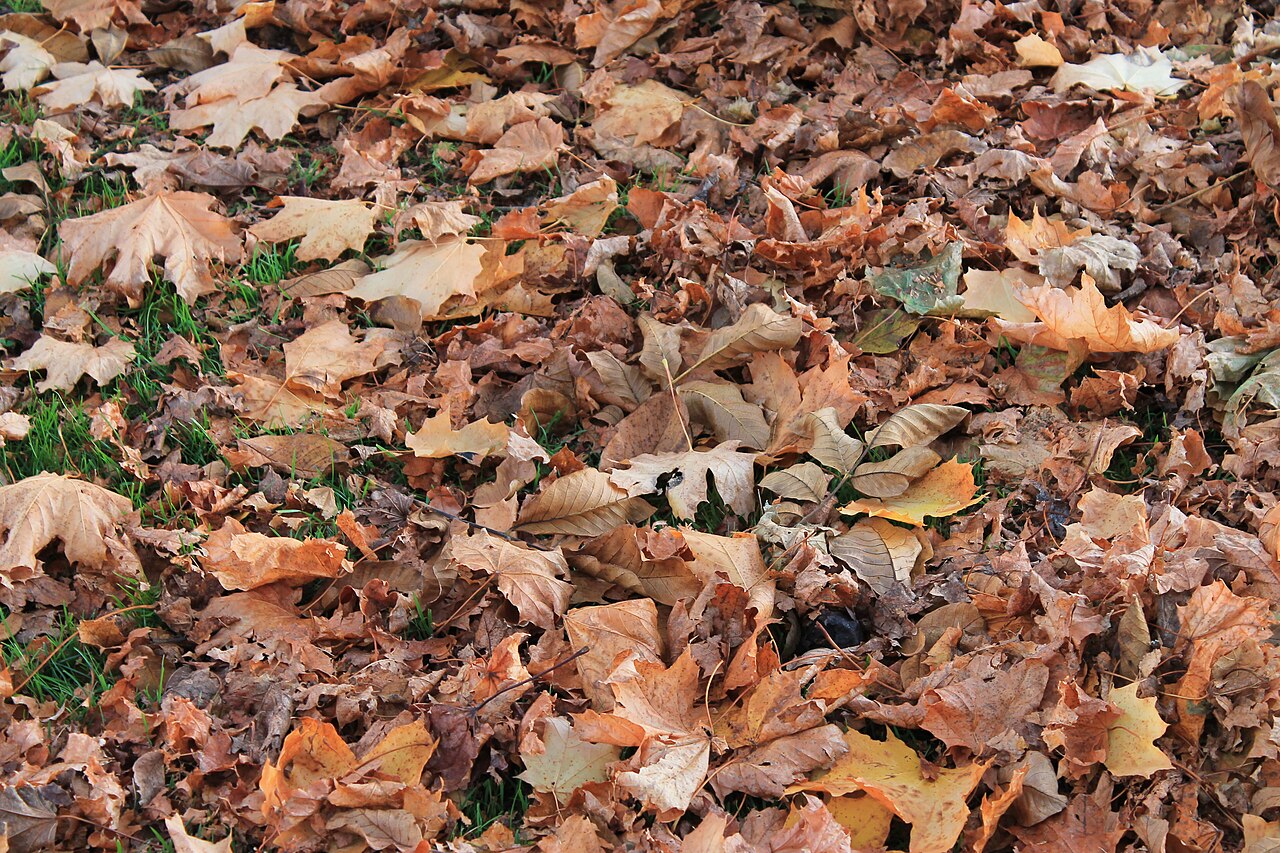 Feuilles d'automne à Mons