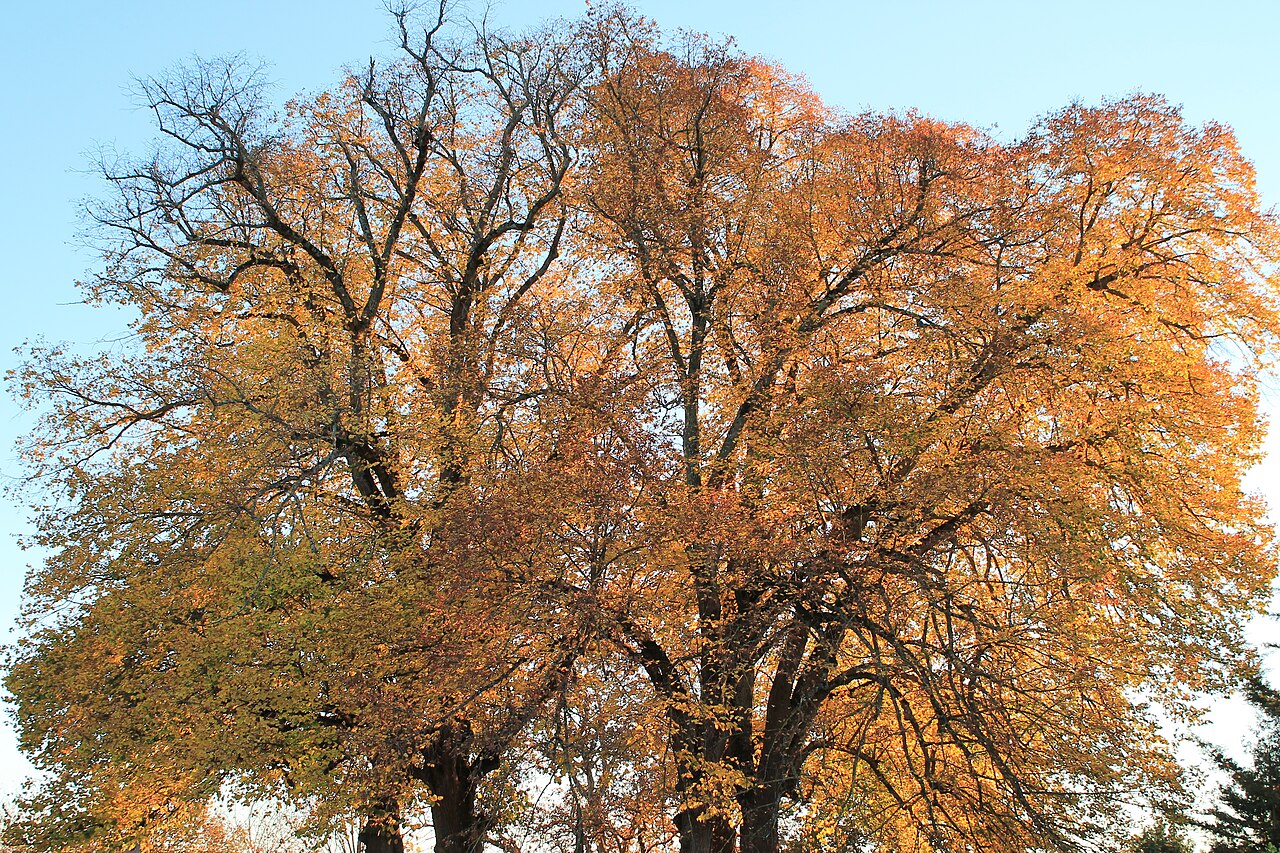 Tree in Autumn in Mons at Sunset