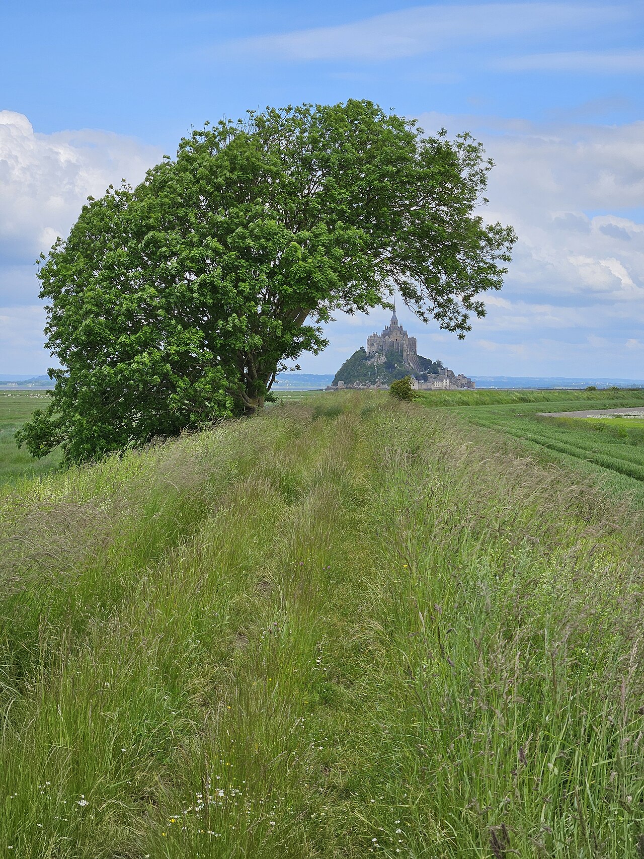 Bent tree near Mont Saint-Michel