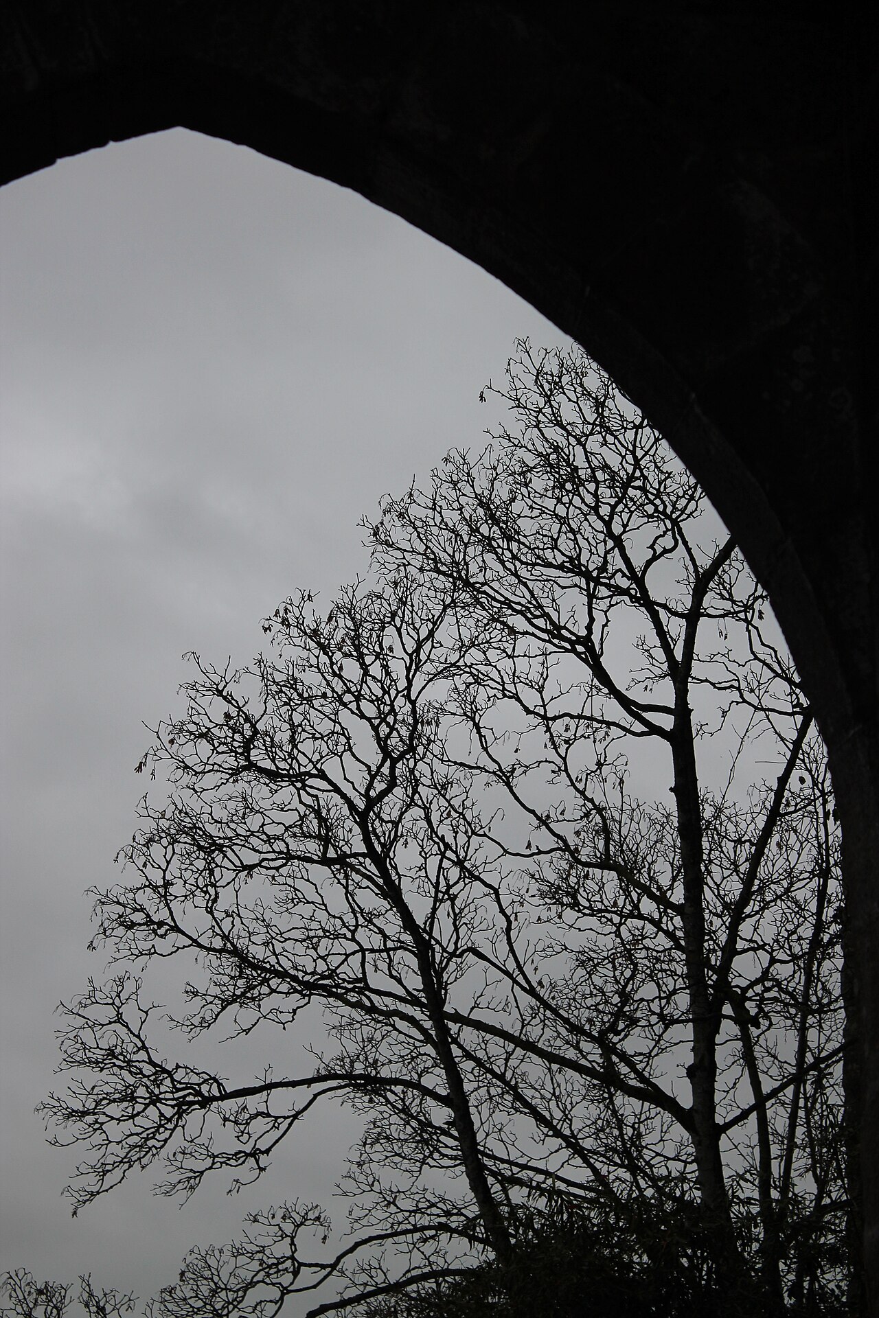 Trees in Mont Saint-Michel in Winter (December)