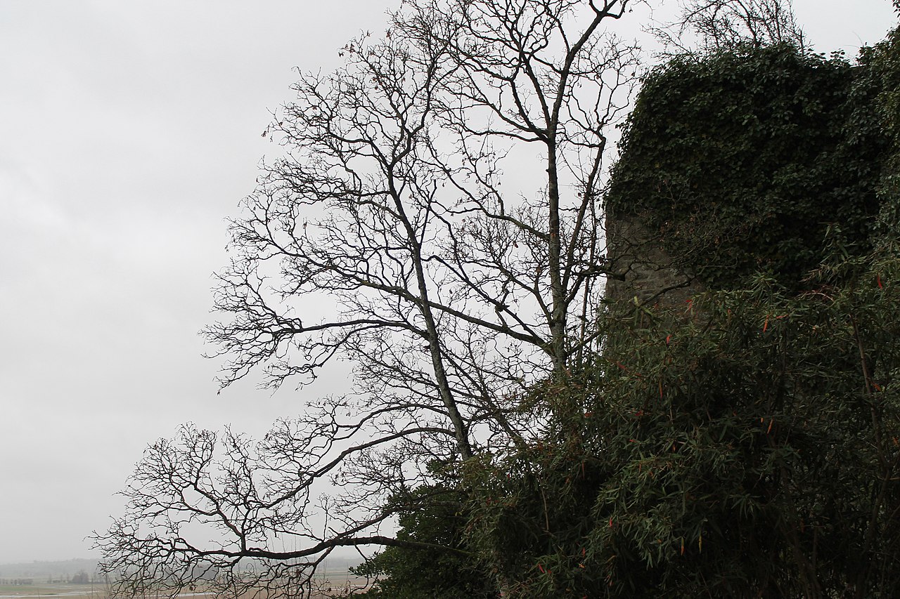 Trees in Mont Saint-Michel in Winter (December)