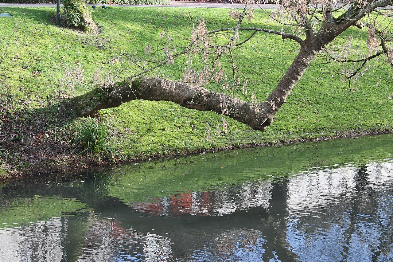 Jardin des plantes de Nantes en hiver (décembre)