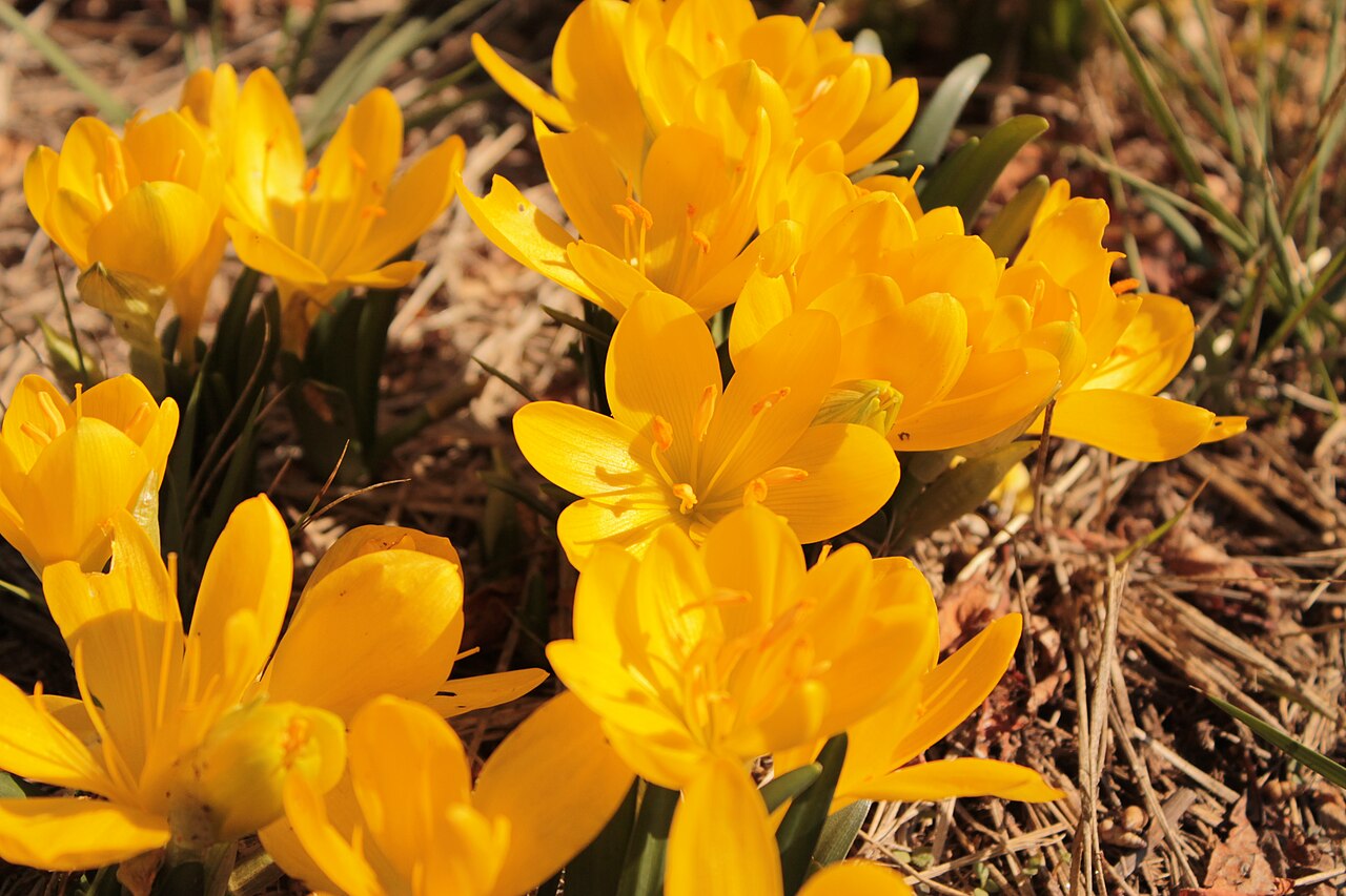 Fleurs jaunes dans la nature en Occitanie