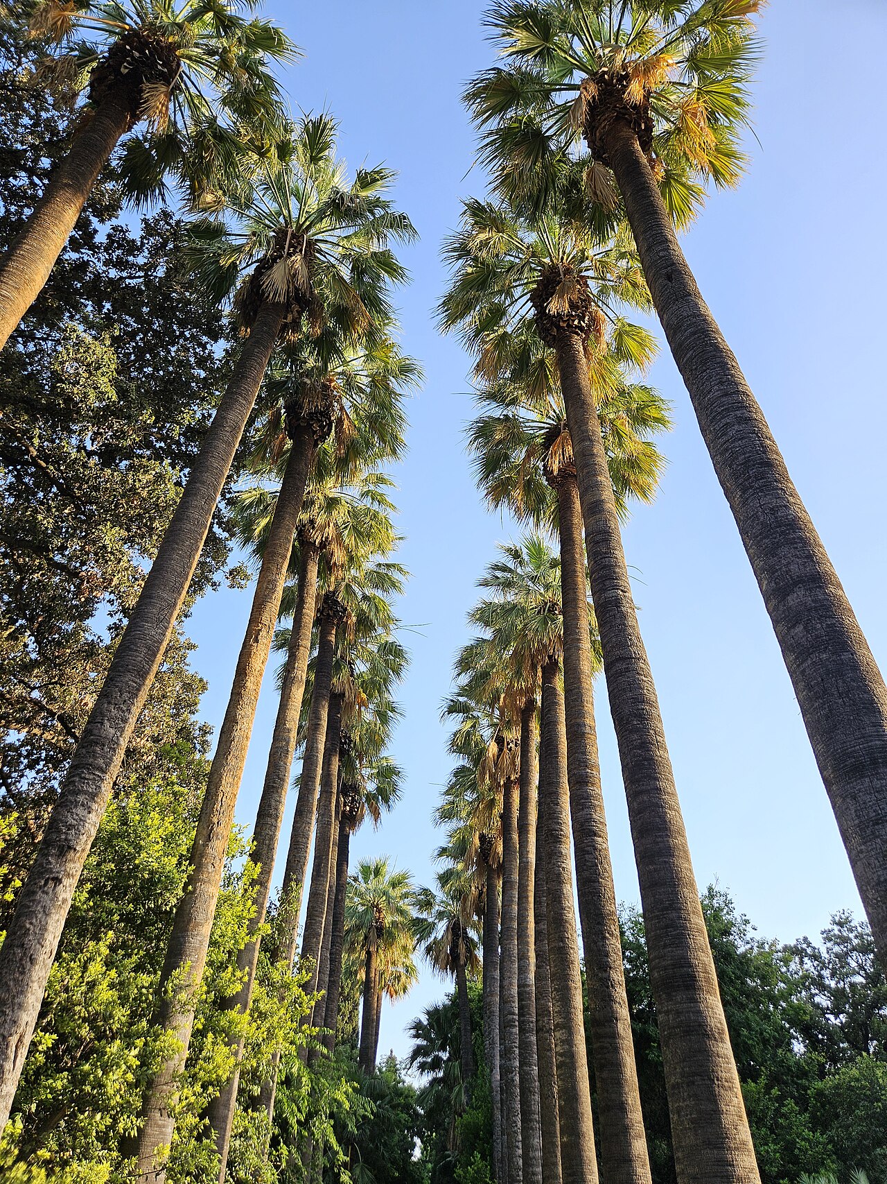 Jardin national d'Athènes
