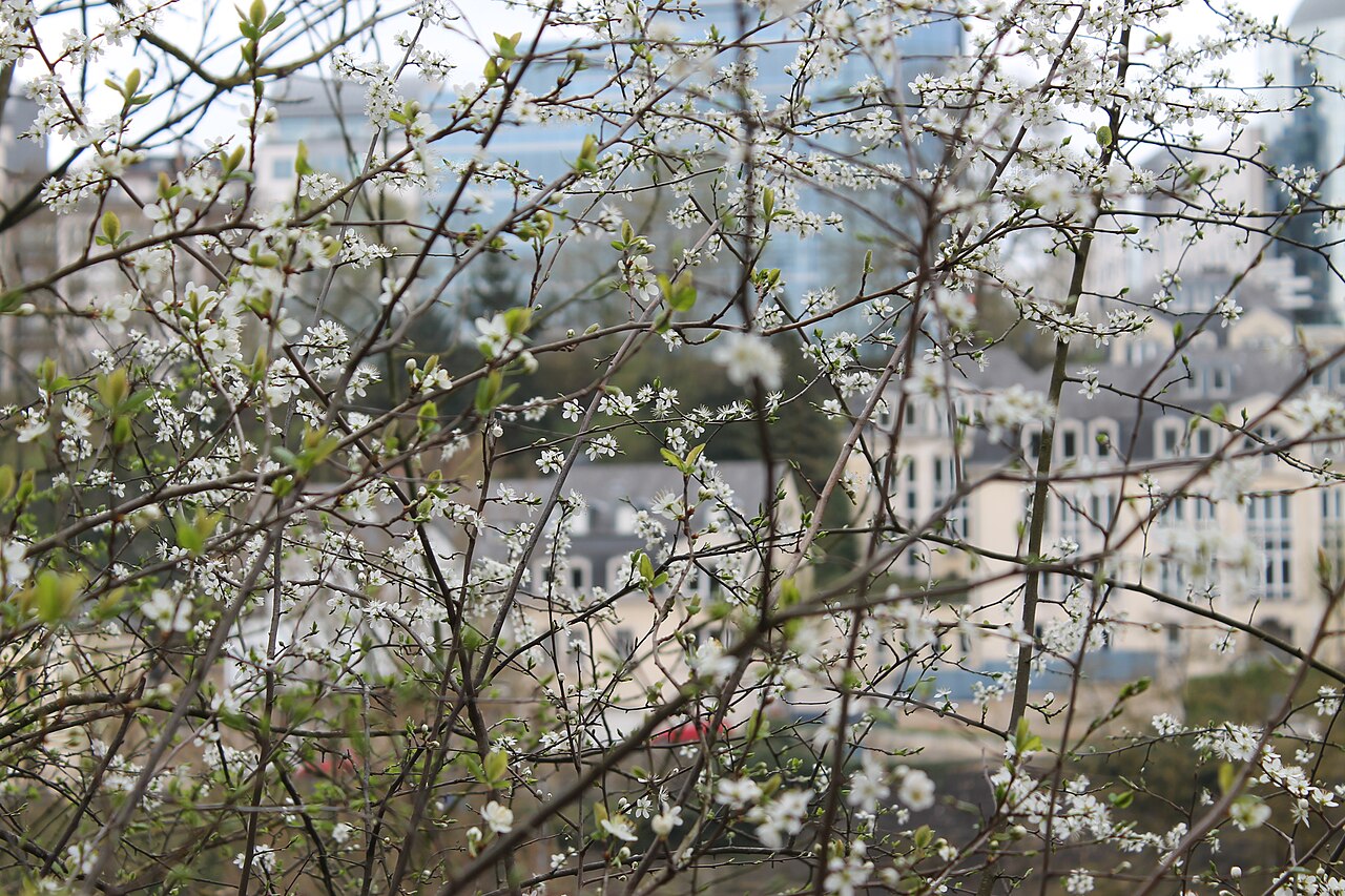 Flores do Luxemburgo