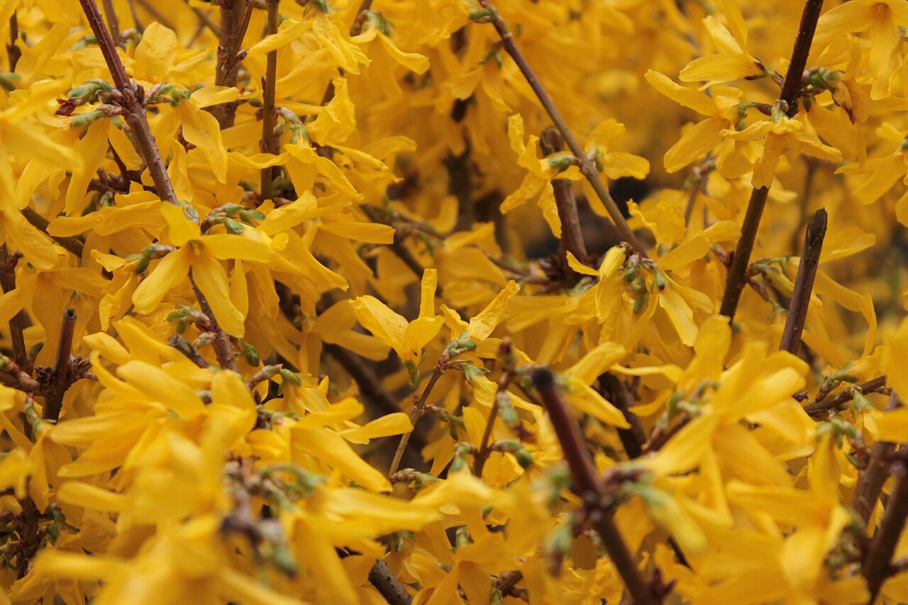 Flores do Luxemburgo