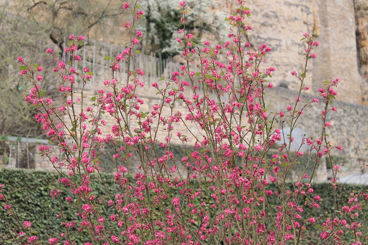Flores do Luxemburgo