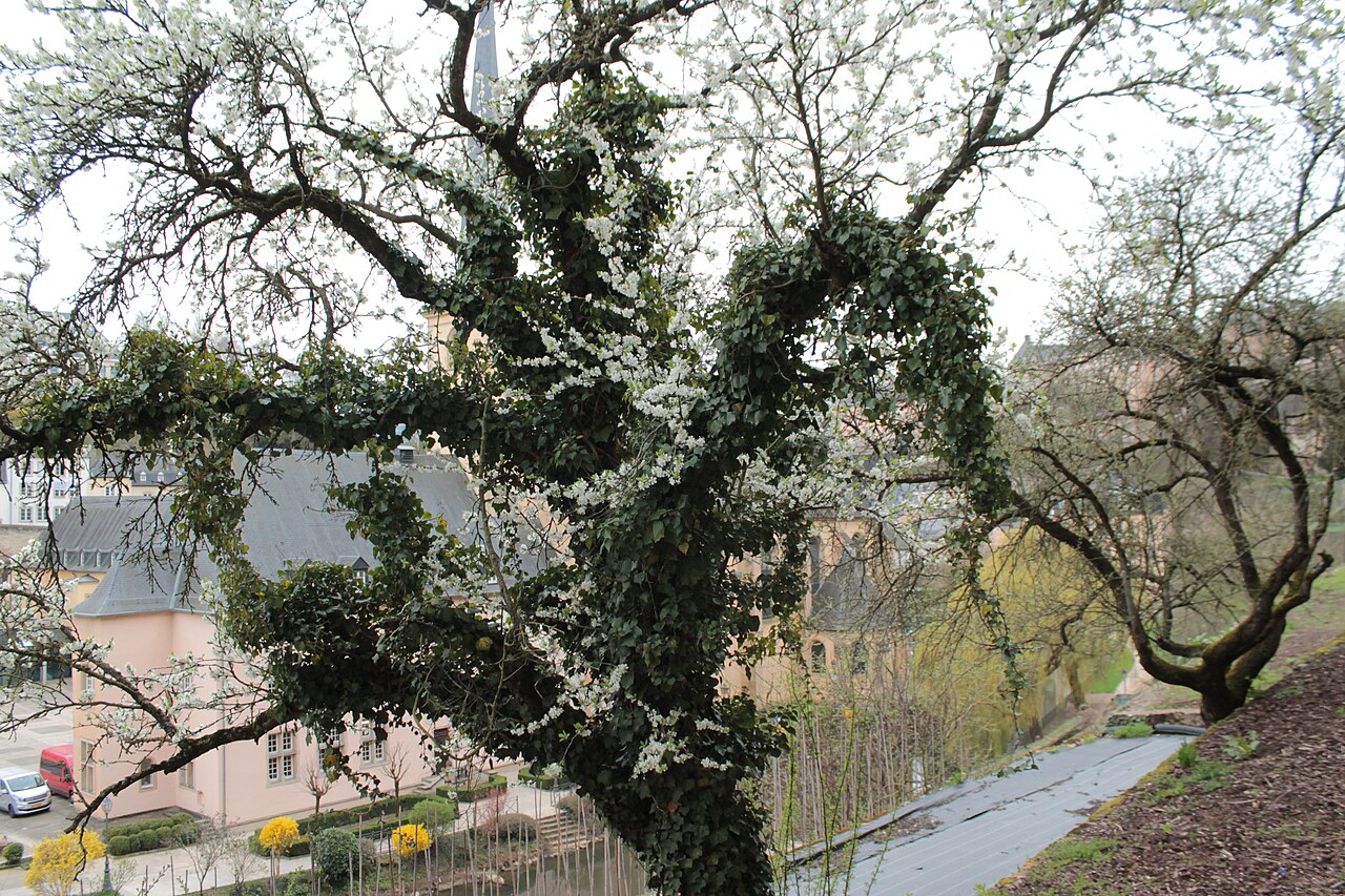 Flores do Luxemburgo