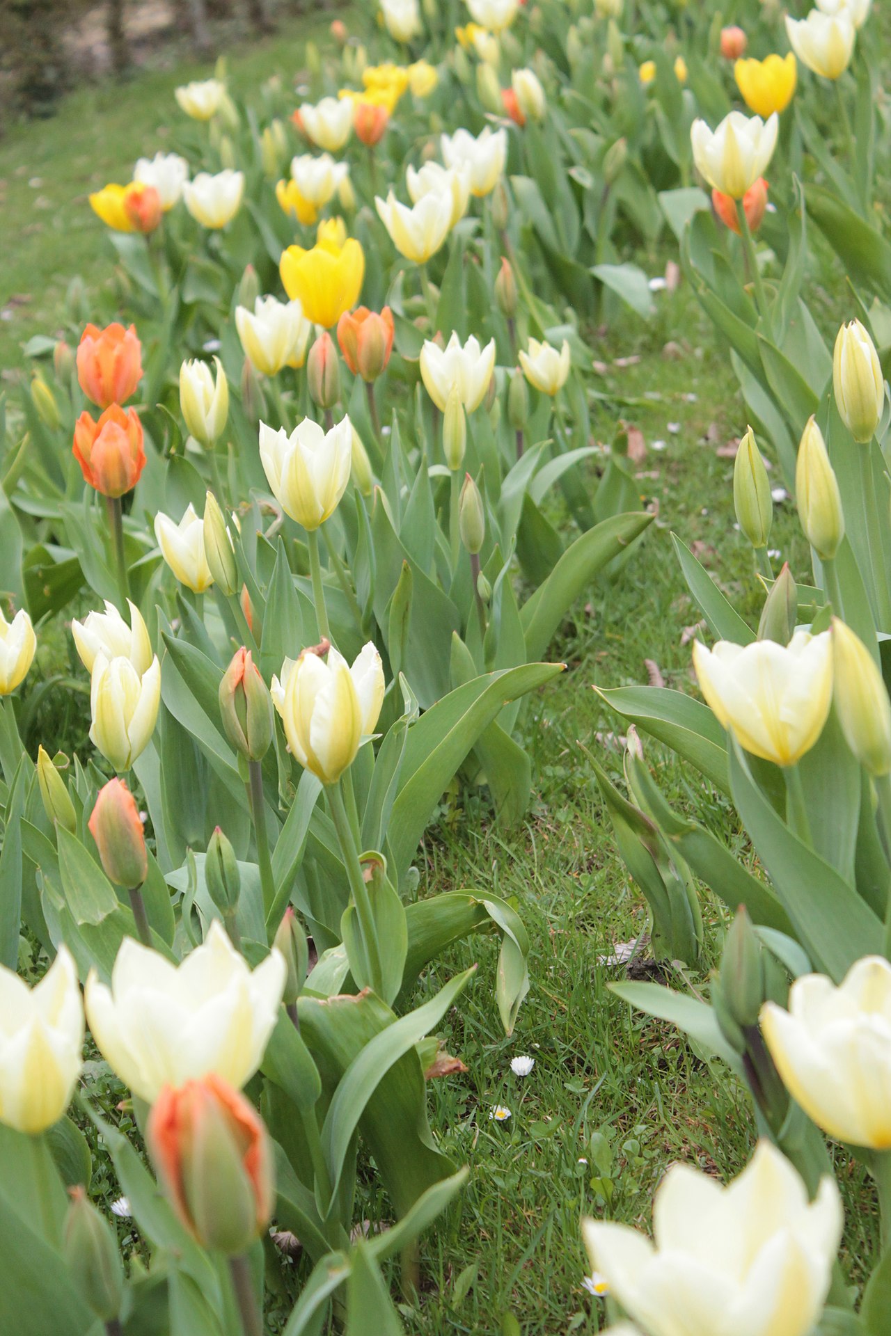 Flores do Luxemburgo