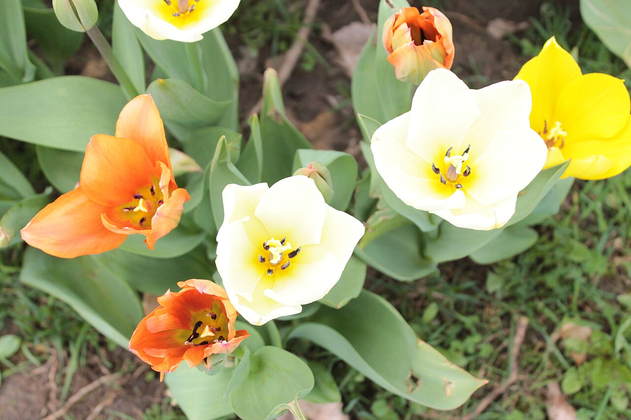 Flores do Luxemburgo