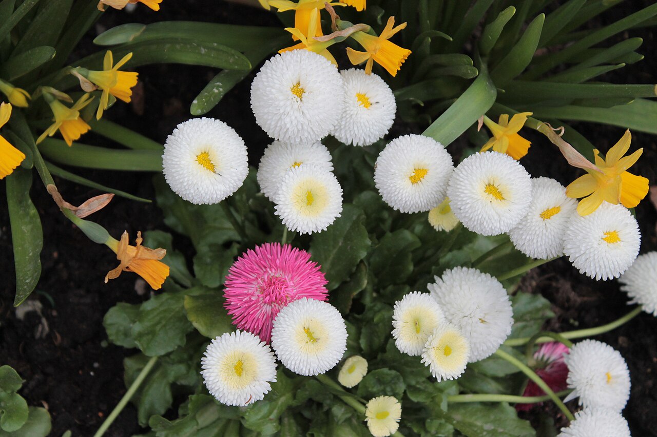 Flores do Luxemburgo