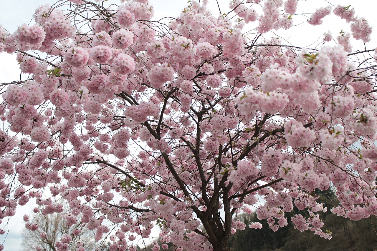 Flores do Luxemburgo