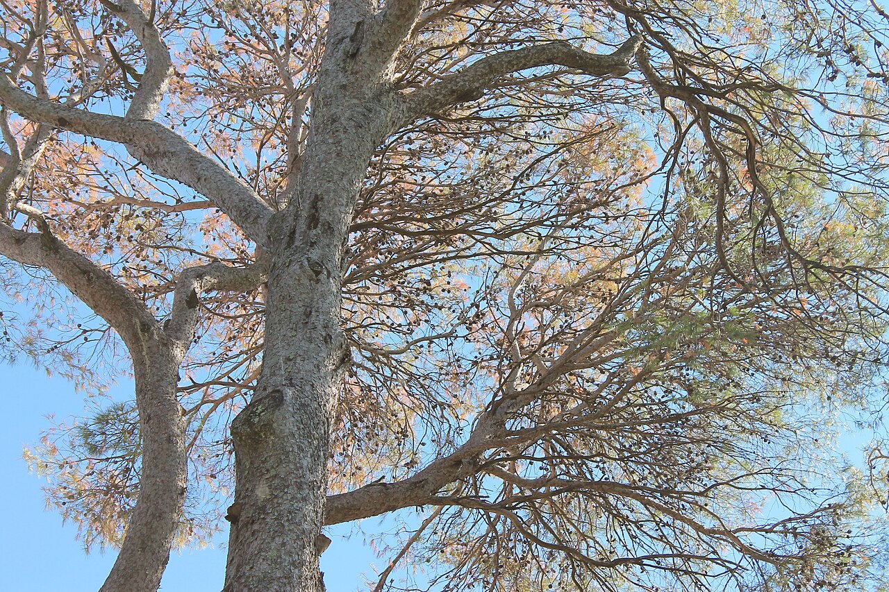 Luz do sol a filtrar-se através de ramos de árvores com folhas verdes