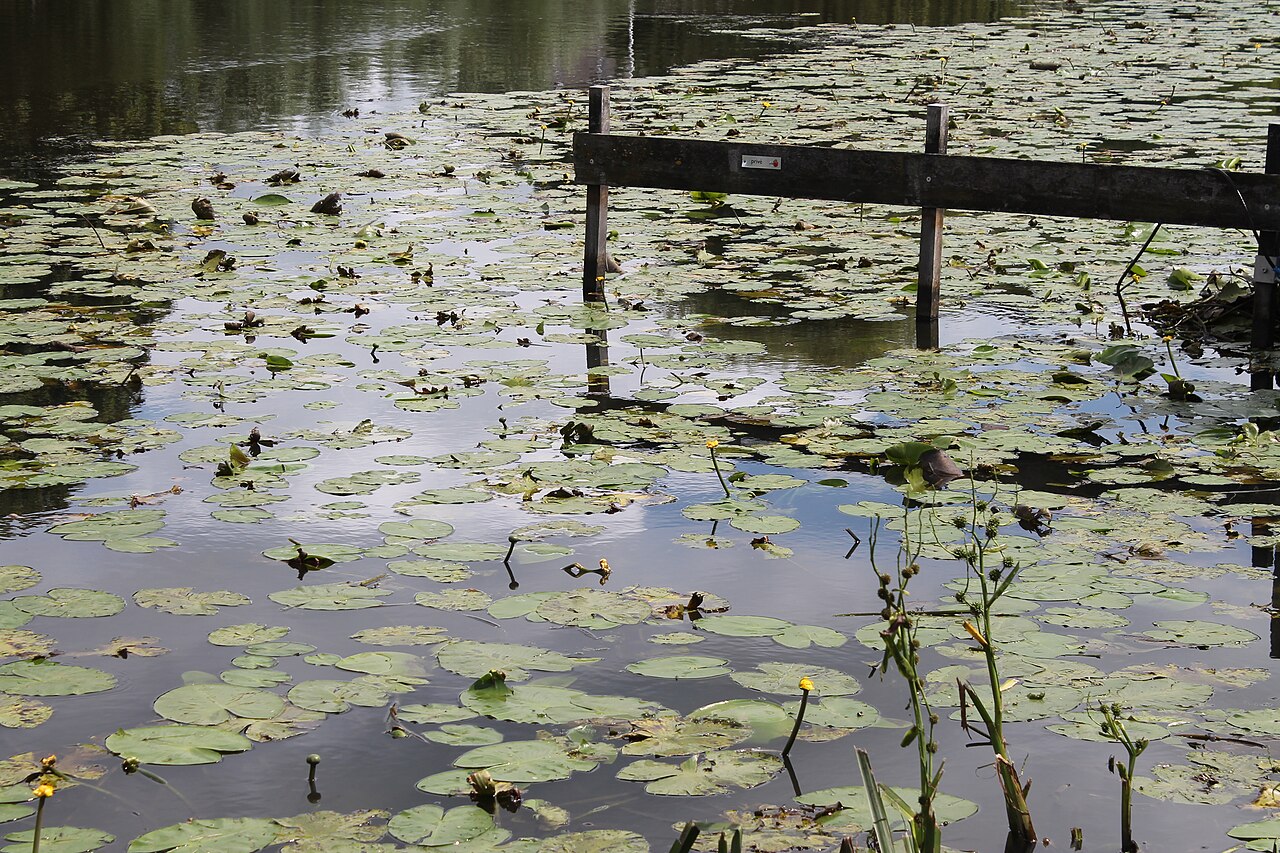 Kinderdijk flora