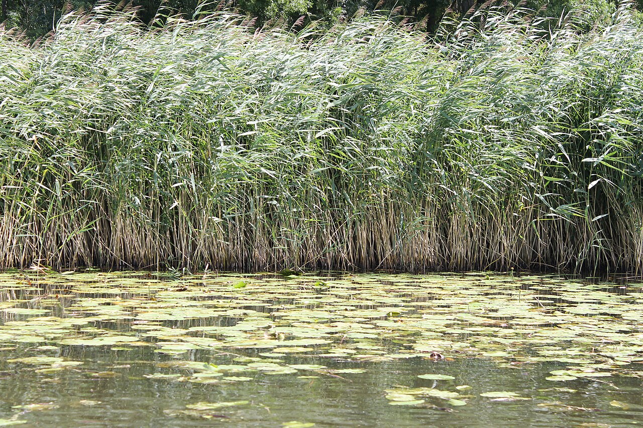 Kinderdijk flora