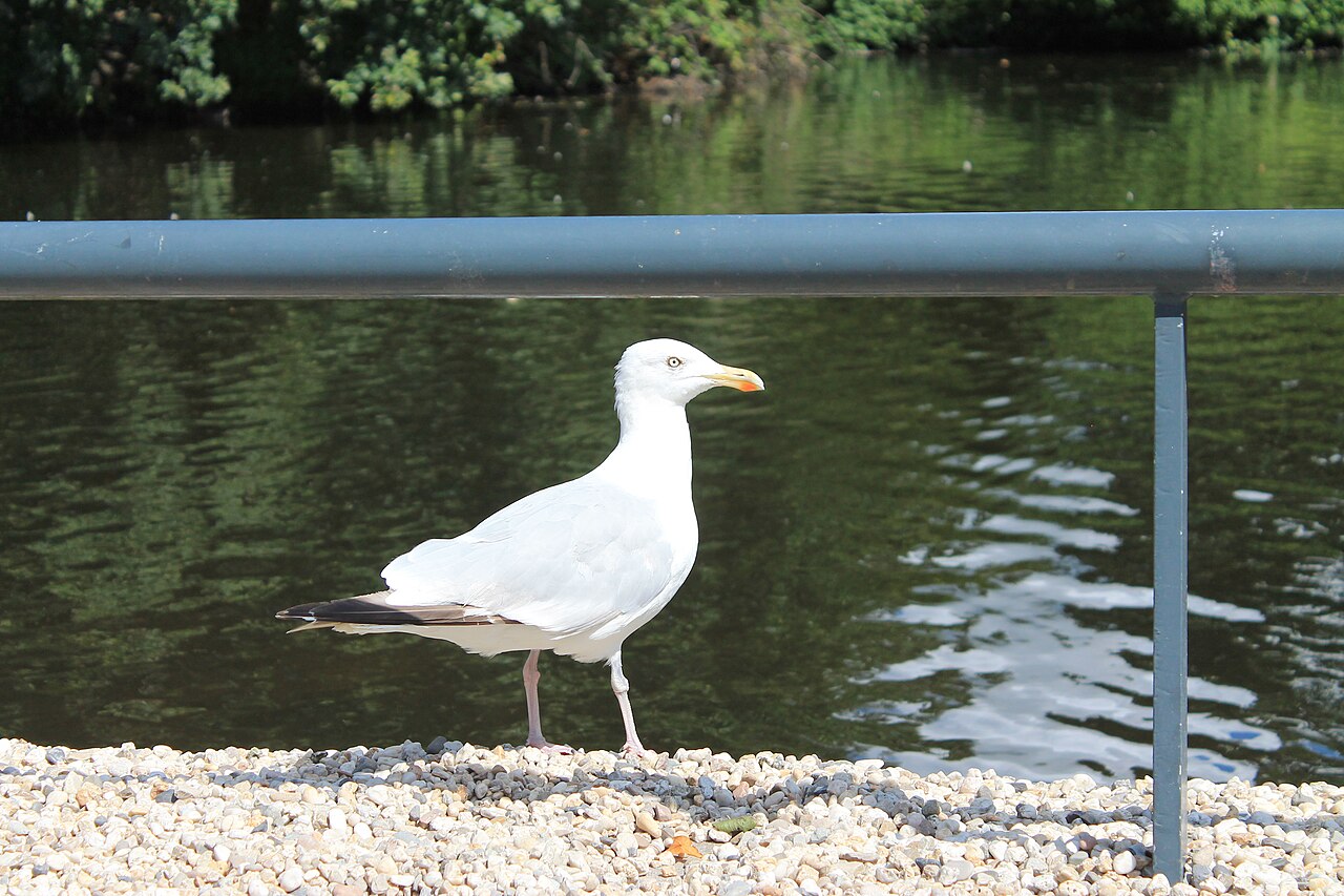Laridae, Koekamp, The Hague