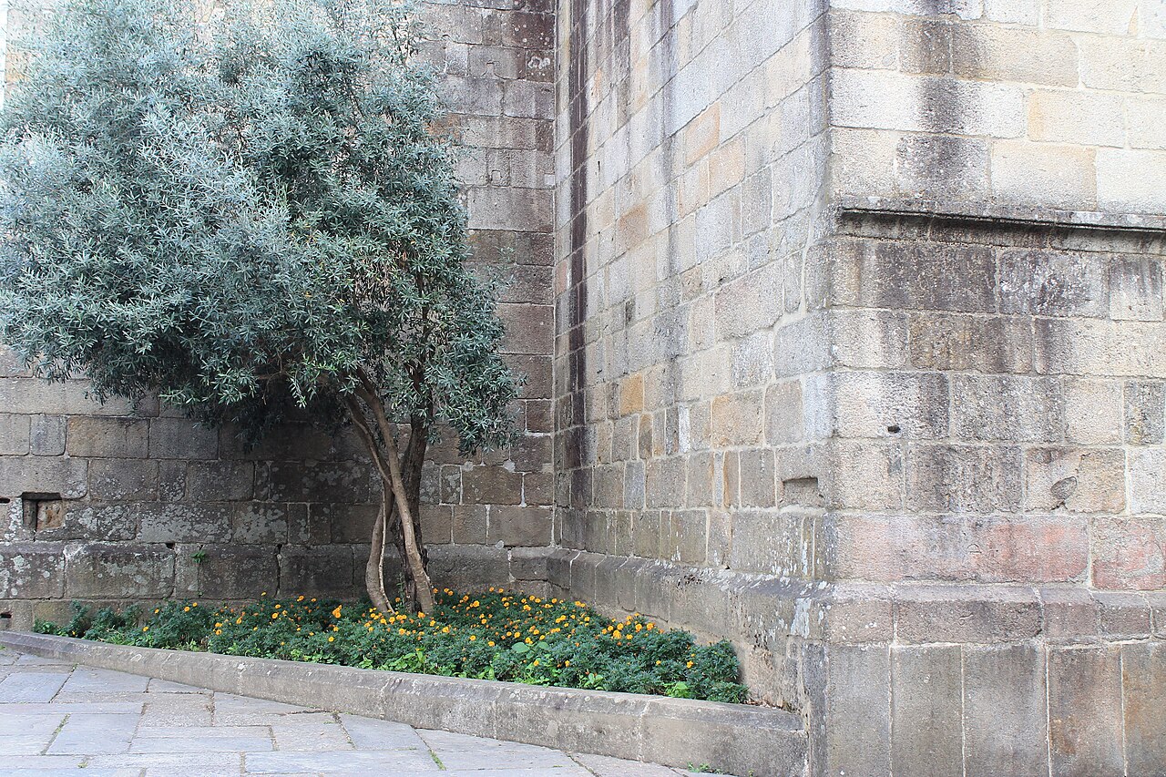 Árvore no claustro do Porto