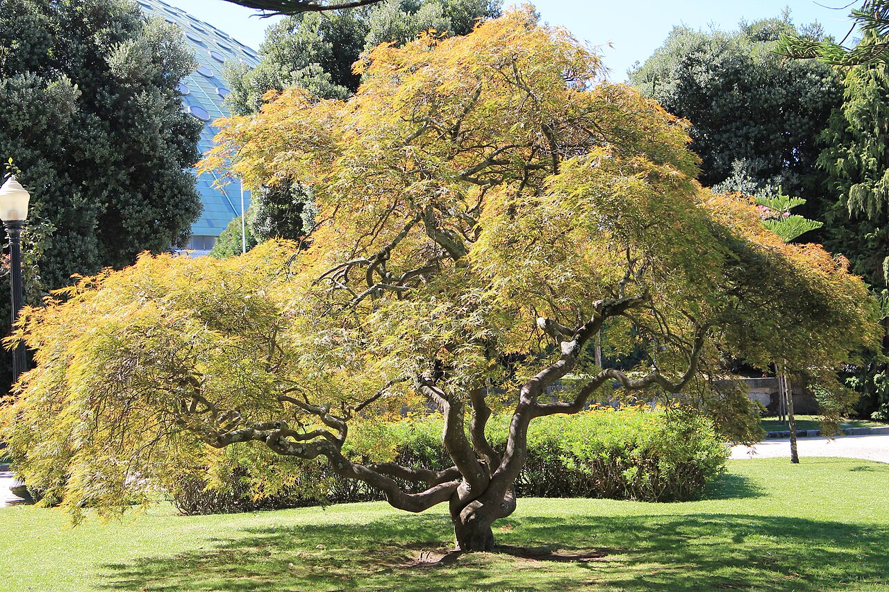 Solitary tree standing near Pavilhão Rosa Mota in Porto