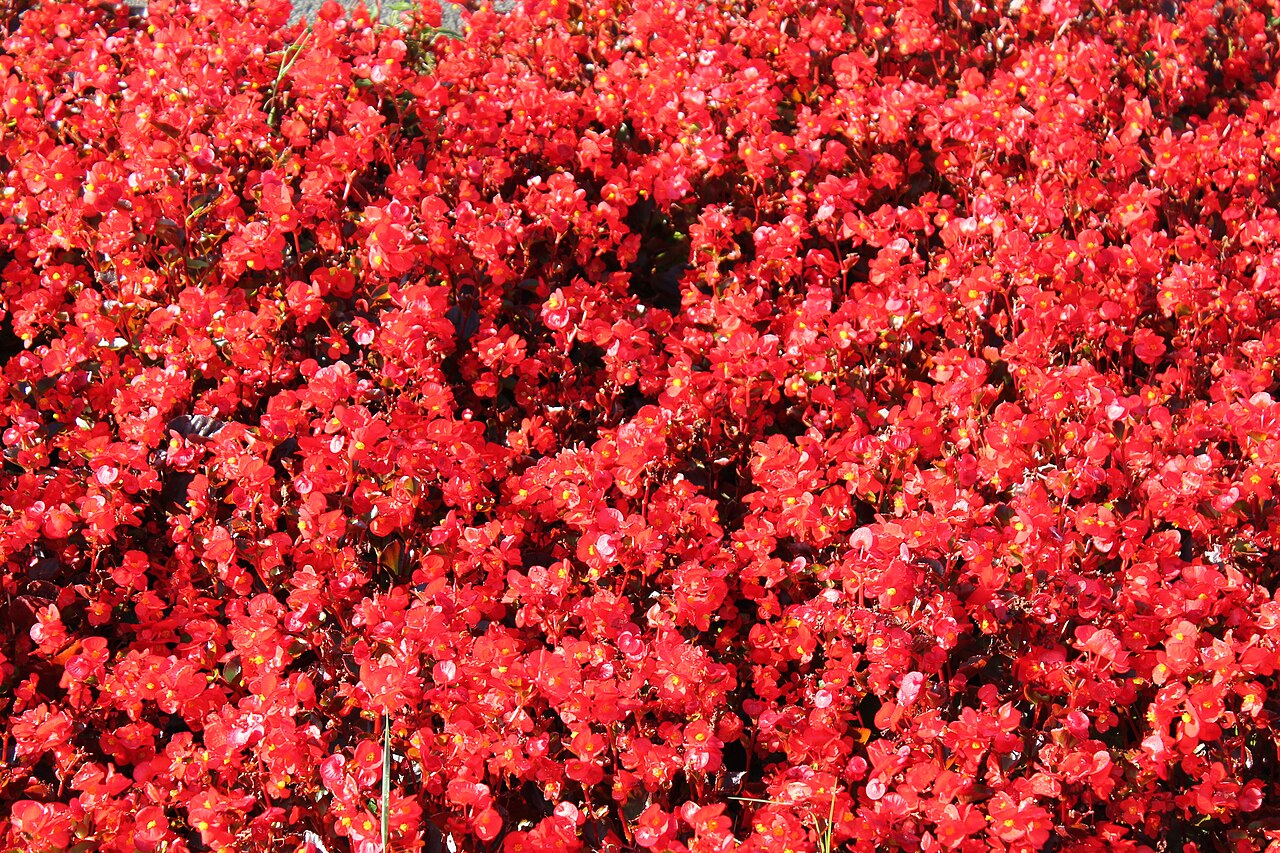 Flores vermelhas em Bilbao