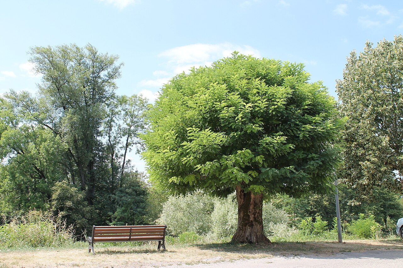 Árvores verdes a rodear a paisagem de Saint-Genix-sur-Guiers